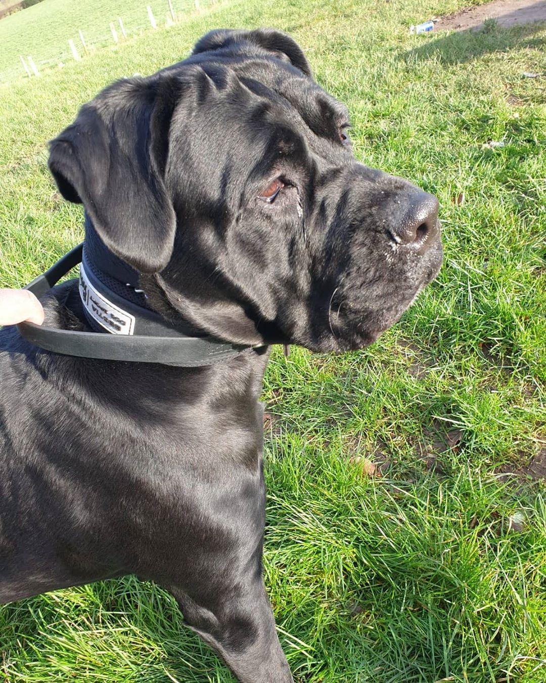 BESTIA DOG SPORT HANDLE COLLAR Training gear