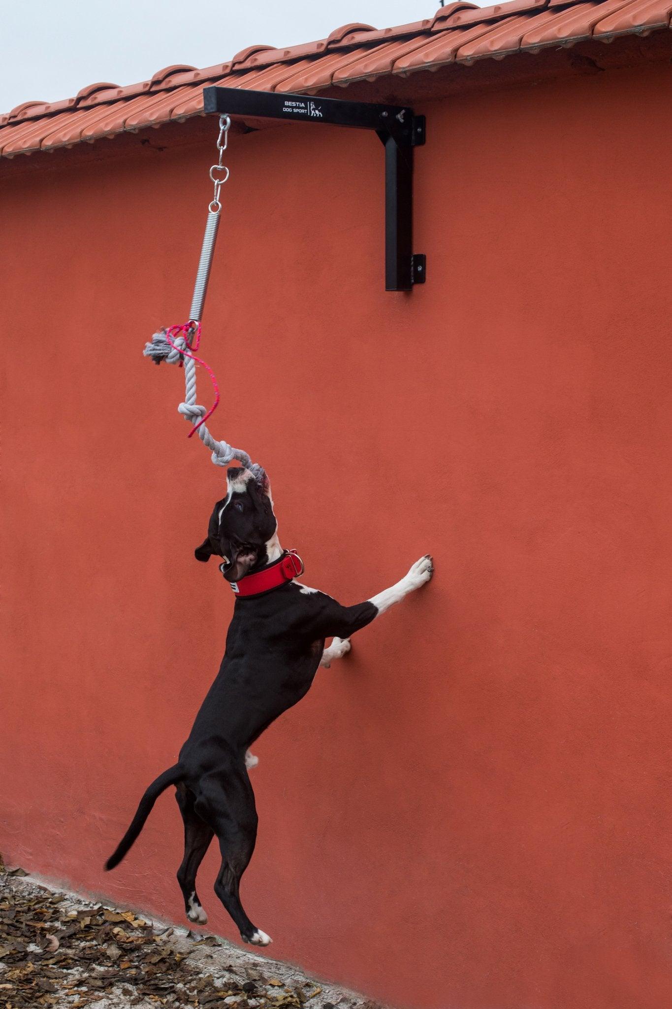 BESTIA Spring Pole Training gear