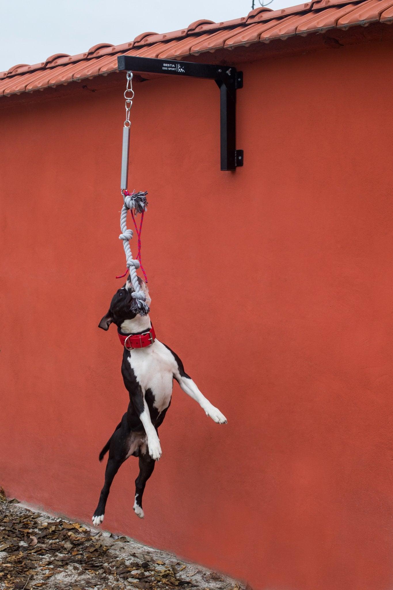 BESTIA Spring Pole Training gear