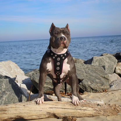 ''Bijou'' harness Black & Red for big dogs Harnesses