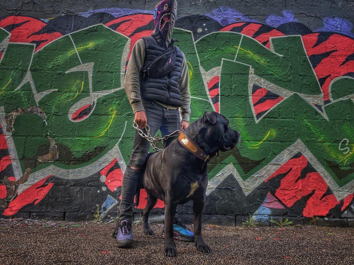 "Buffalo" collar Collars