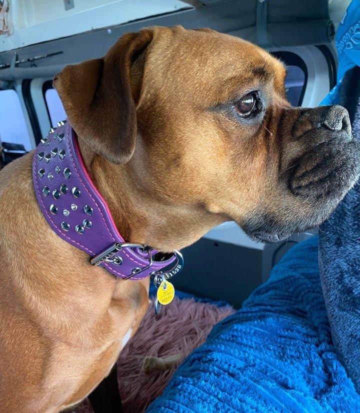 "Crystal" 2.8 inch wide soft leather collar Collars