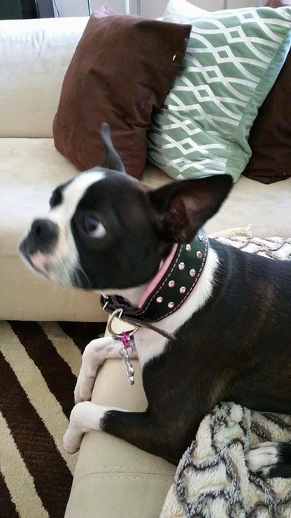 ''Diamond'' collar Collars