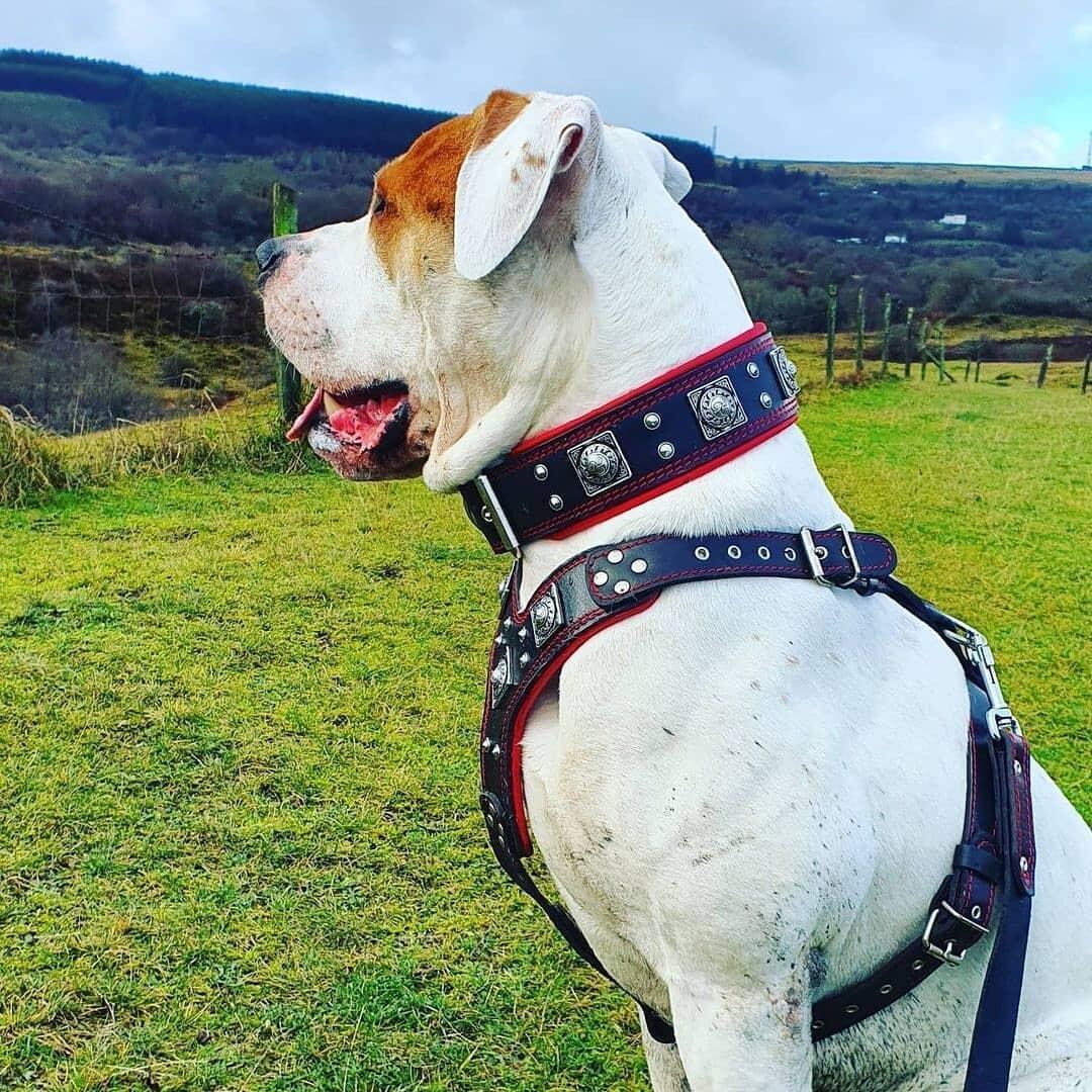 "EROS" BIG dog SET- Harness - collar - lead. Black & Red Leads & Head Collars