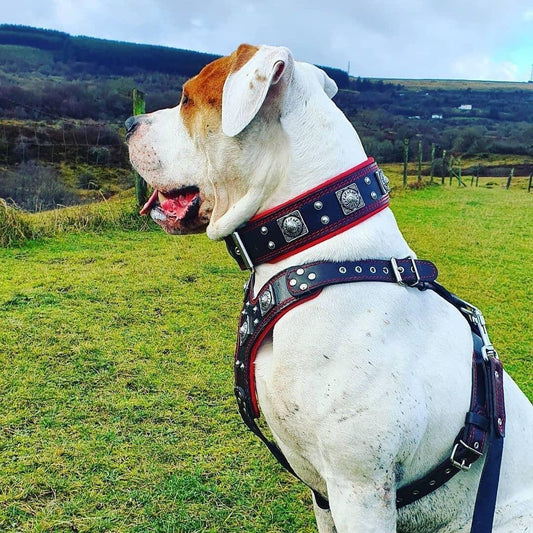 "EROS" BIG dog SET- Harness - collar - lead. Black & Red Leads & Head Collars