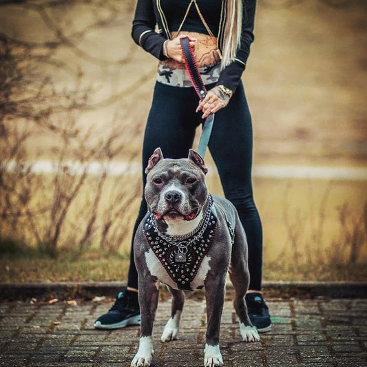 Handstitched "David" harness Harnesses