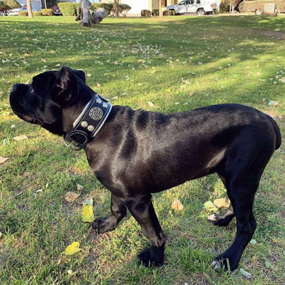 "Hektor" collar Collars