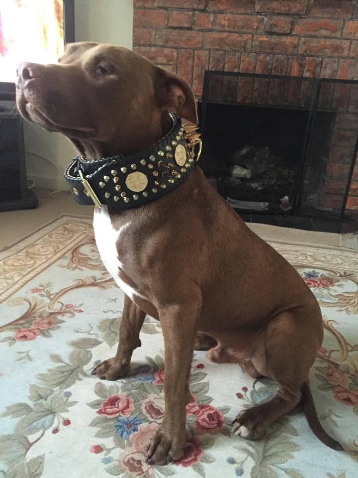 ''Imperium'' hand stitched 8 cm wide show collar Collars