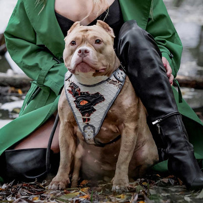 The “Dragon's Eye” Harness LIMITED! - Bestia Collars