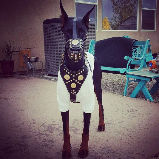 ''Maximus'' Basket Muzzle Black & Gold Muzzles