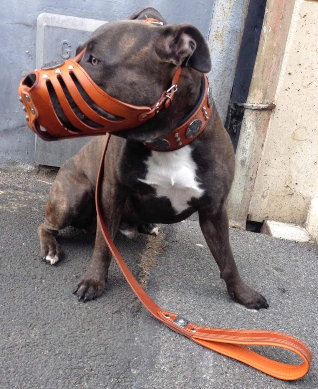 ''Maximus'' Silver Basket Muzzle Muzzles