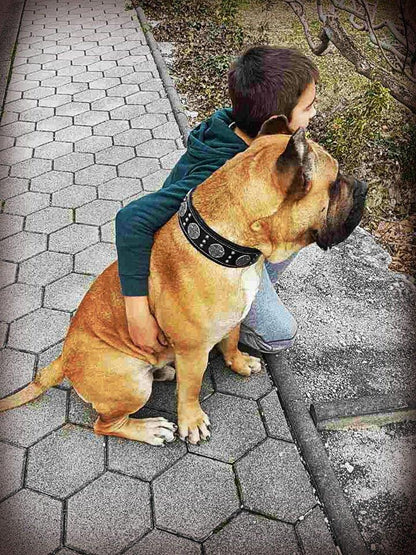 "Maximus Silver" BIG dog SET- Harness - collar - lead. Black Leads & Head Collars