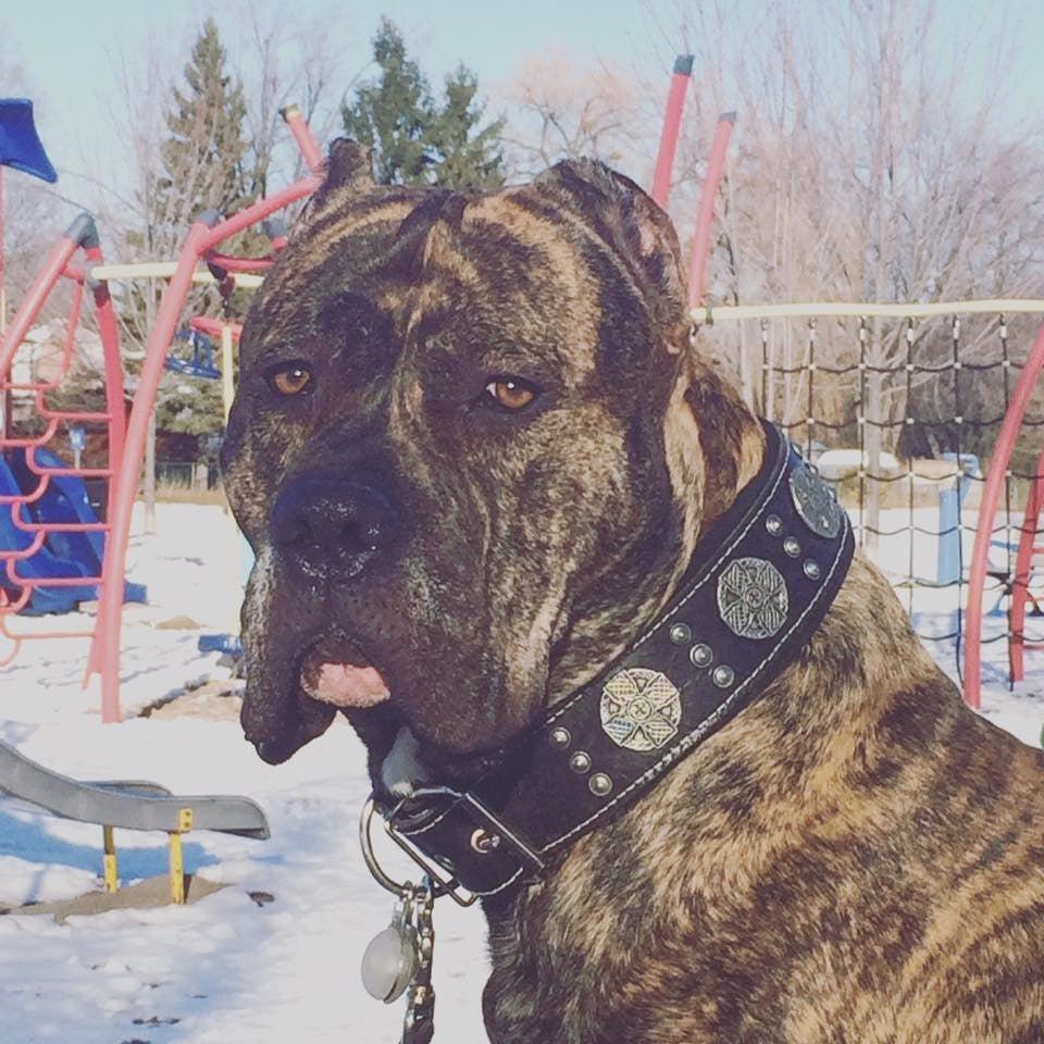 "Maximus Silver" BIG dog SET- Harness - collar - lead. Black Leads & Head Collars