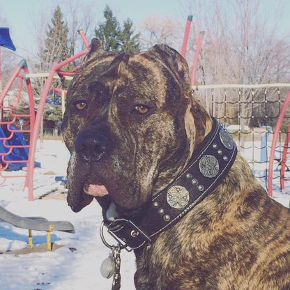 "Maximus Silver" BIG dog SET- Harness - collar - lead. Black Leads & Head Collars