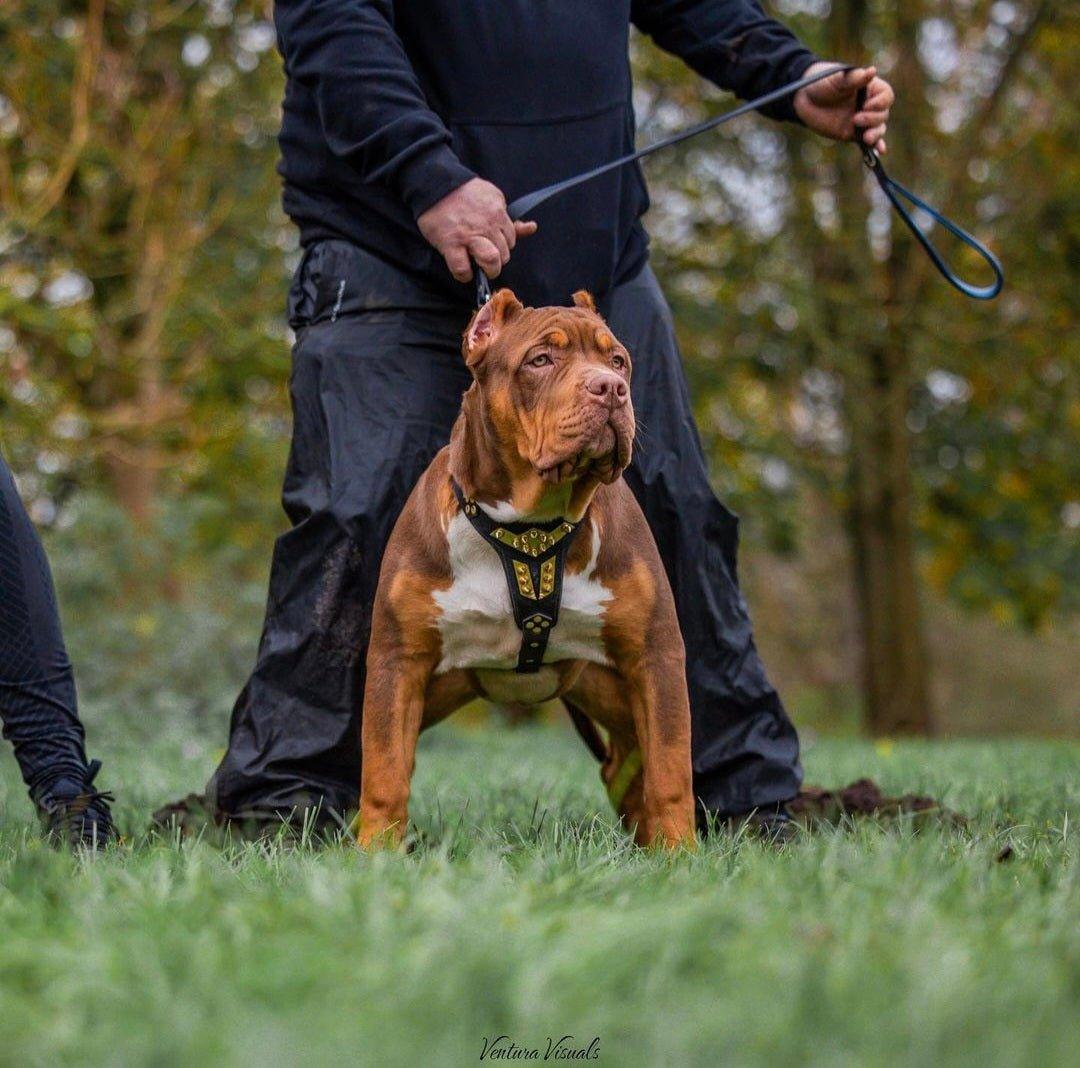 ''Midas'' leather dog harness gold medium size Harnesses