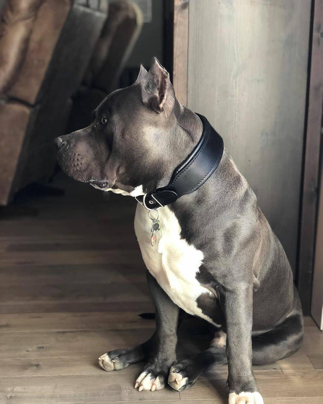 Plain "Style" collar black Collars