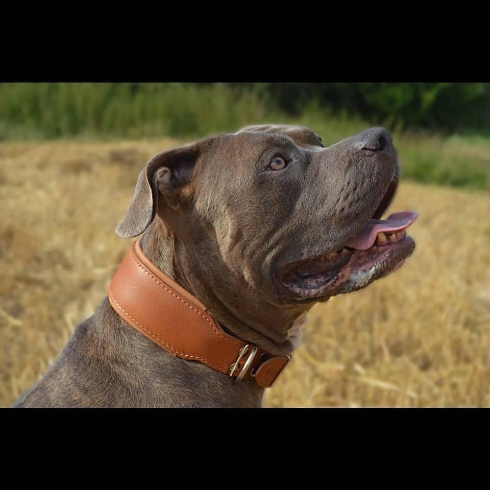 Plain "Style" collar brown Collars