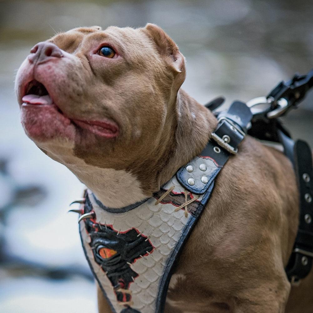 The “Dragon's Eye” Harness LIMITED! - Bestia Collars