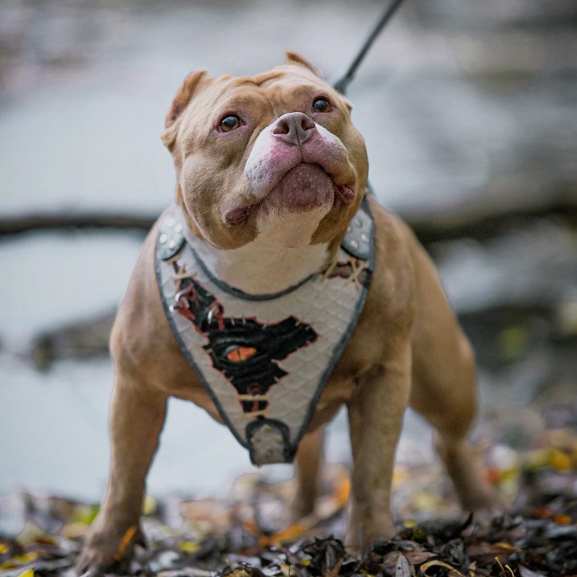 The “Dragon's Eye” Harness LIMITED! - Bestia Collars