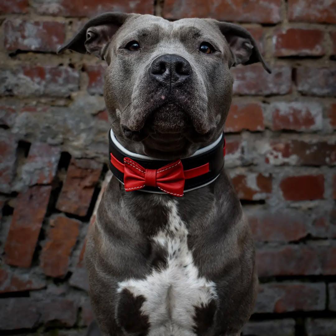 The "Bowtie" collar black - Bestia Collars
