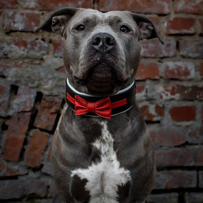 The "Bowtie" collar black - Bestia Collars