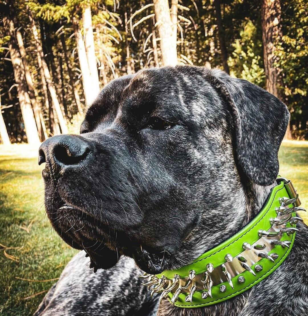 „Predator“ collar in Green Collars