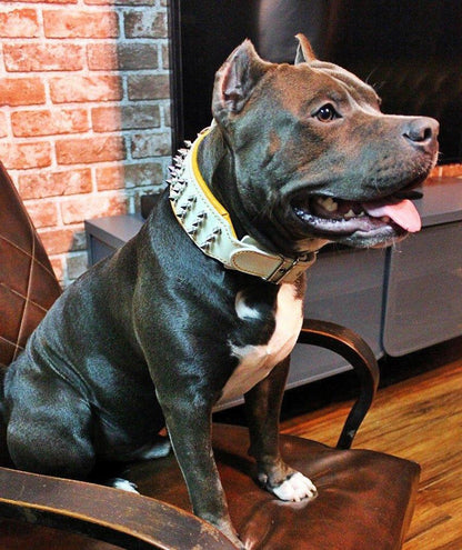 "Silver Giant" collar White Collars