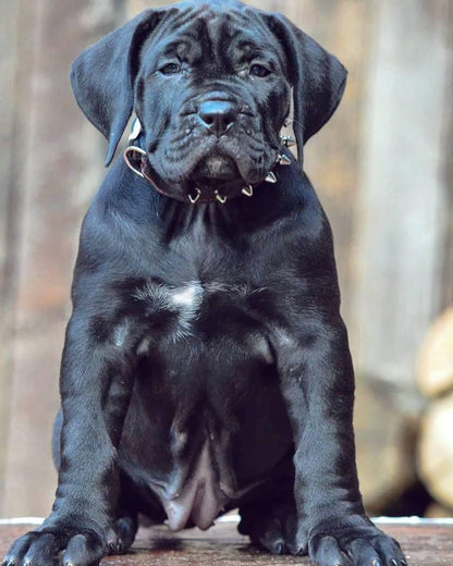 „Spiky“ collar Collars