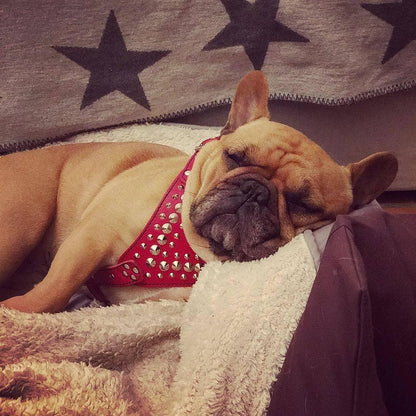 ''Star'' Harness Small to Medium size Harnesses