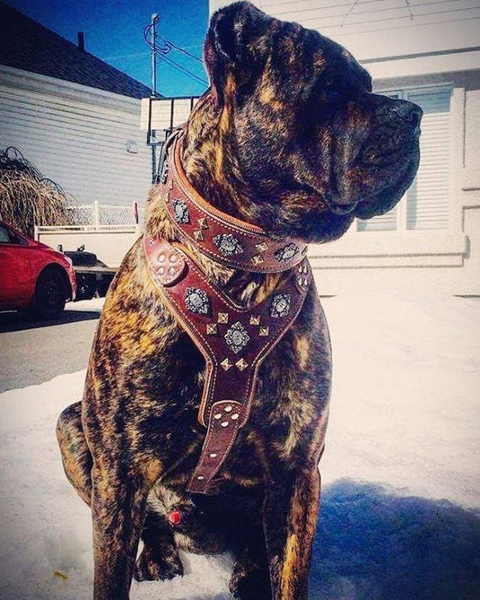 The "Aztec" big dogs harness BROWN Harnesses