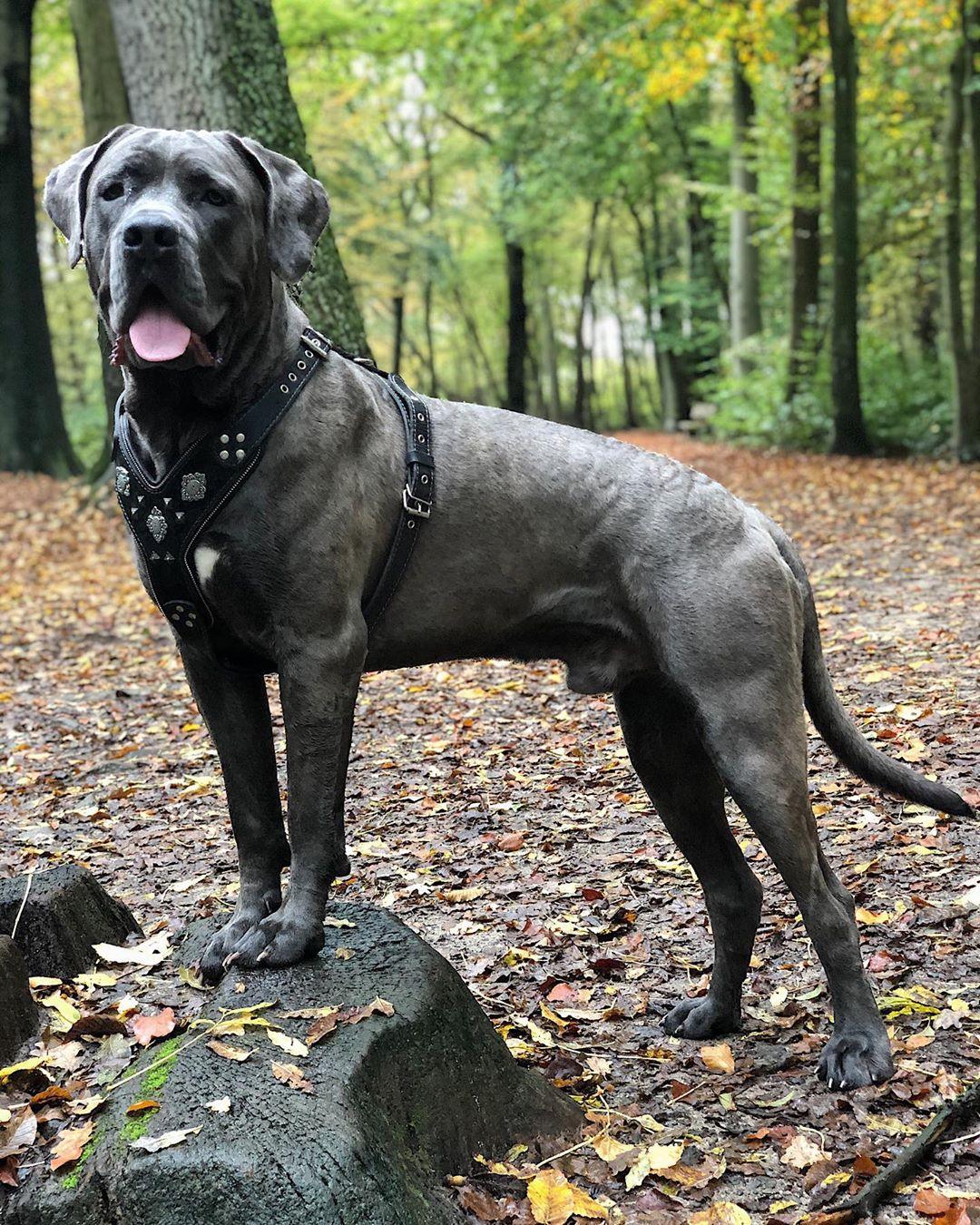 The "Aztec" BLACK harness Harnesses