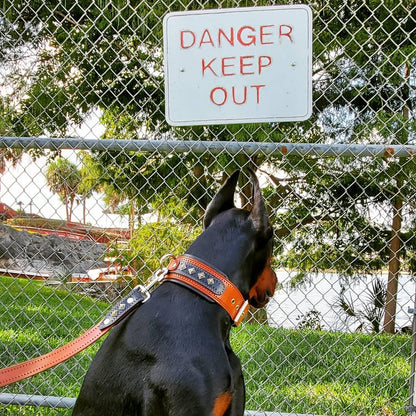 The „Balteus“ brown collar Collars