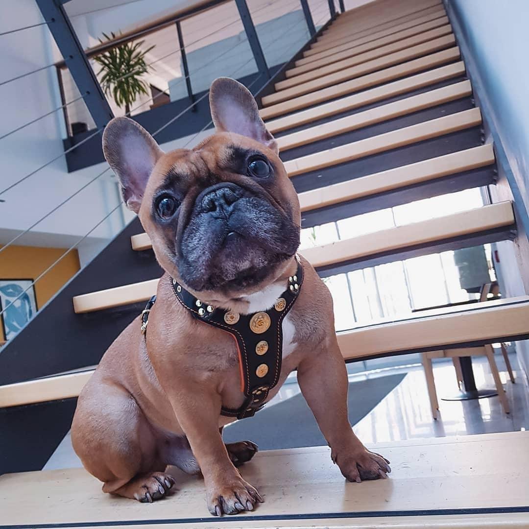 The ''Bijou'' harness Black & Orange Small to Medium Size Harnesses