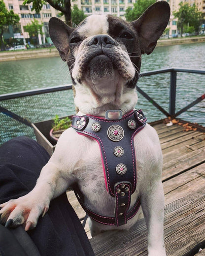 The ''Bijou'' harness Black & Pink Small to Medium Size Harnesses