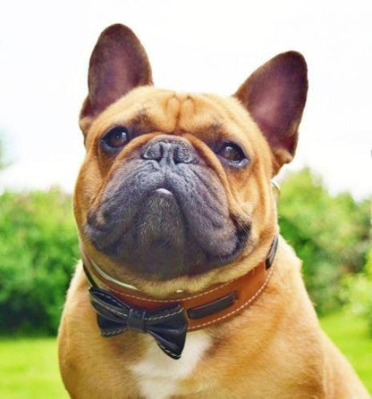 The "Bowtie" collar brown Collars