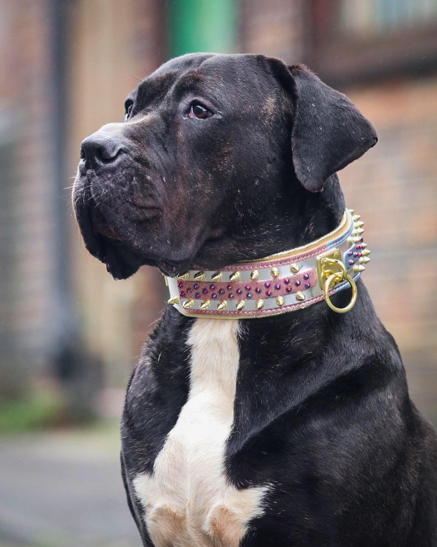 The ''Candy'' Dog Collar Collars