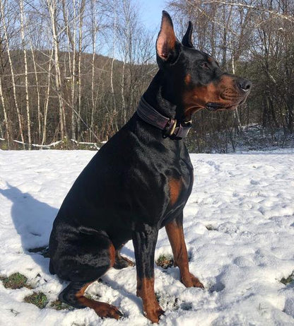 The „Cobra“ collar Collars