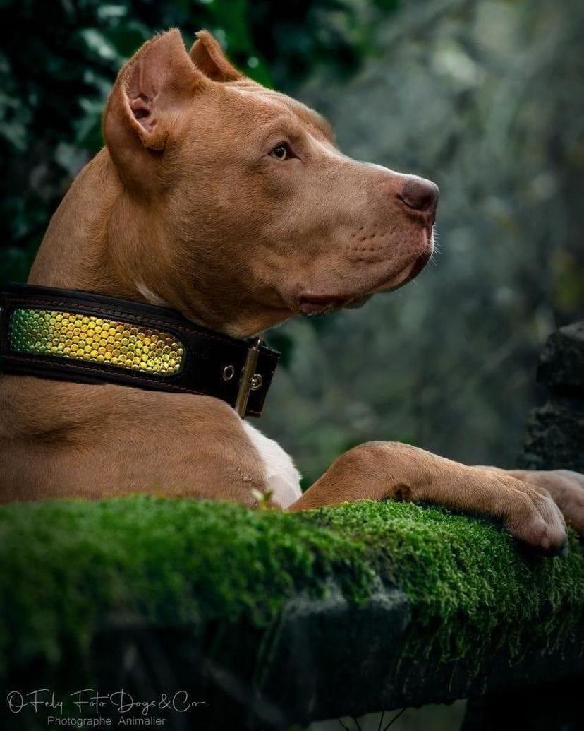 The ''D'Albertis'' collar Collars