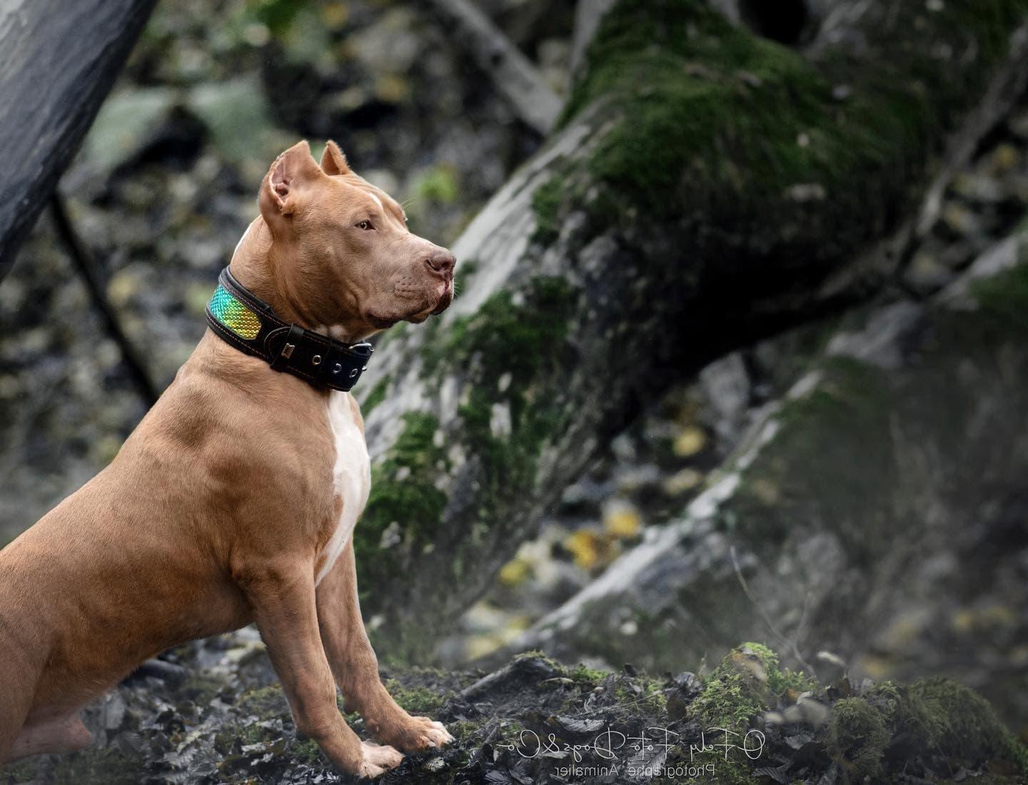 The ''D'Albertis'' collar Collars