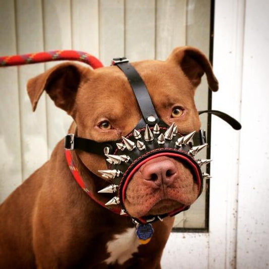 The "Danger" muzzle Muzzles