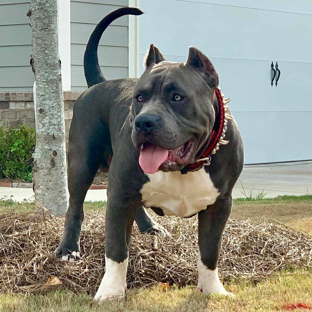 the "DAVID" hand stitched 3.15 inch wide show collar Collars