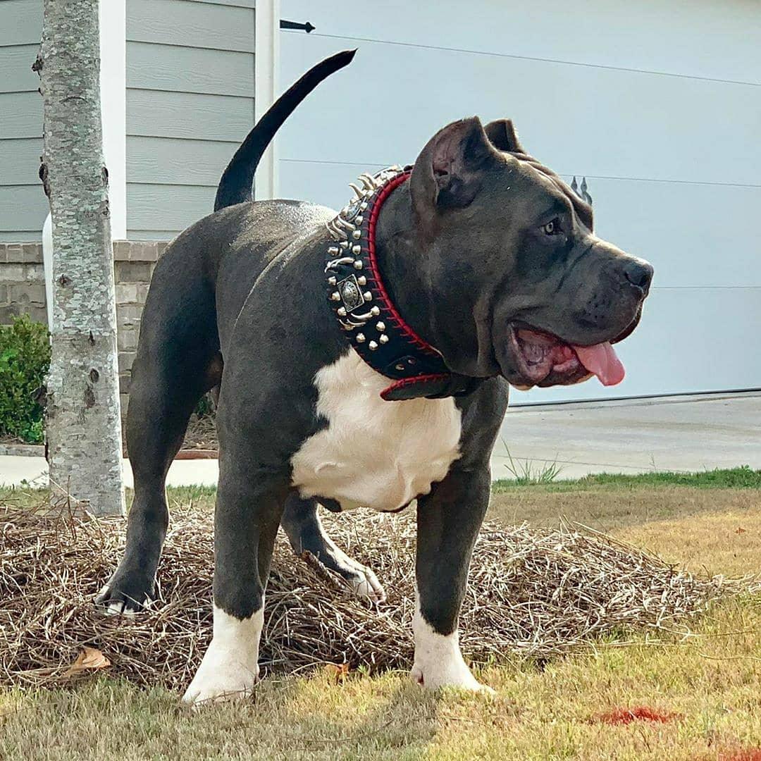 the "DAVID" hand stitched 3.15 inch wide show collar Collars