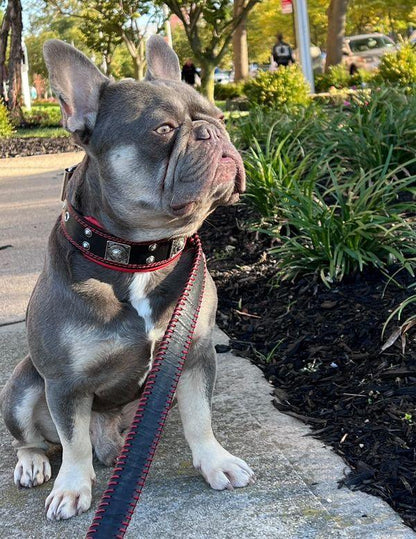 The „Eros“ collar 2 inch wide Collars