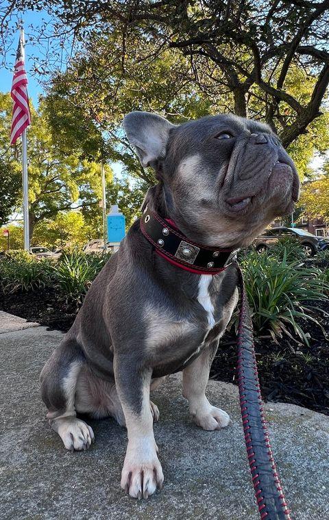 The „Eros“ collar 2 inch wide Collars