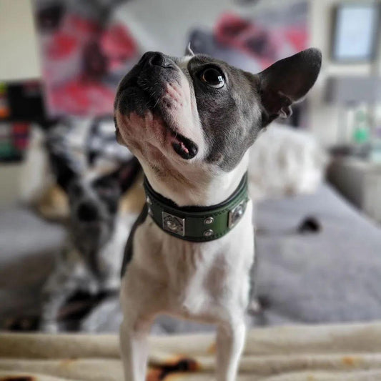 The „Eros“ collar 2 inch wide Green Collars