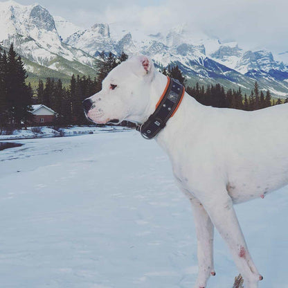 The „Eros“ collar 2.5 inch wide black & orange Collars