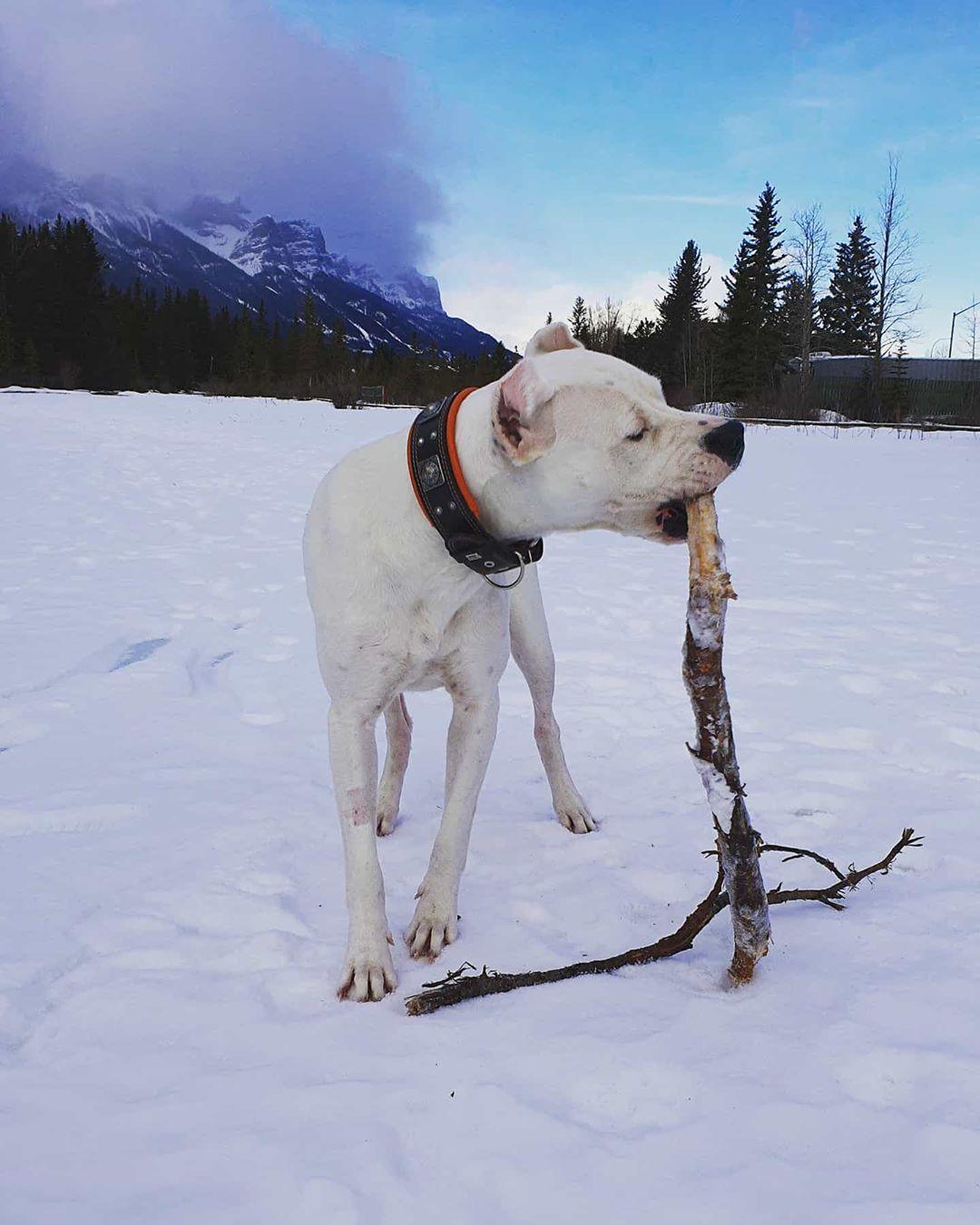 The „Eros“ collar 2.5 inch wide black & orange Collars