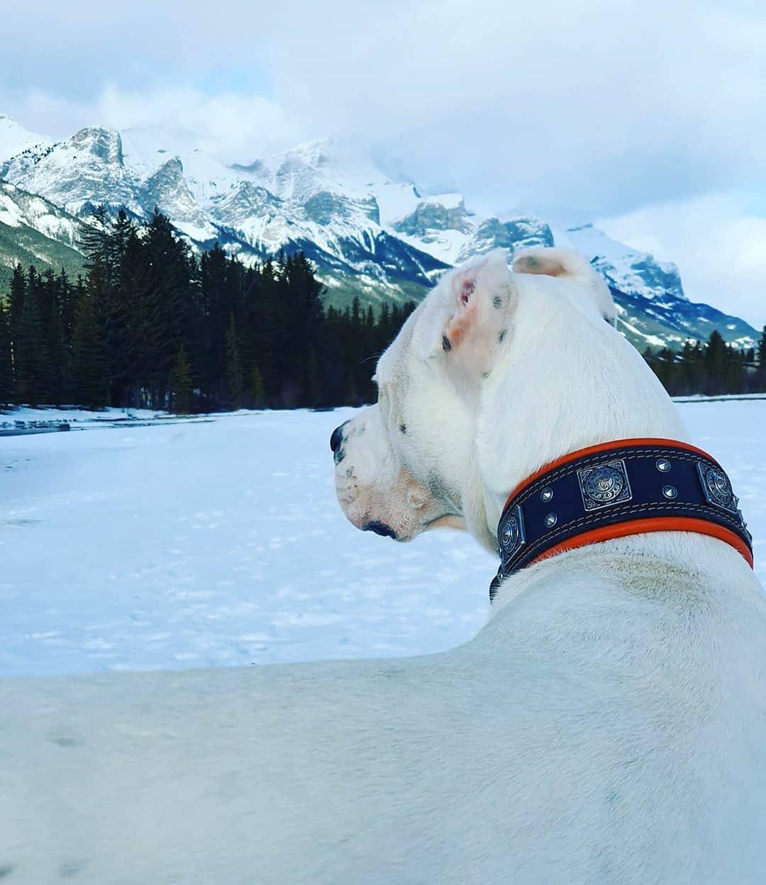 The "Eros" collar 2.5 inch wide black & red Collars