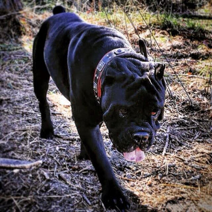 The "Eros" collar 2.5 inch wide black & red Collars