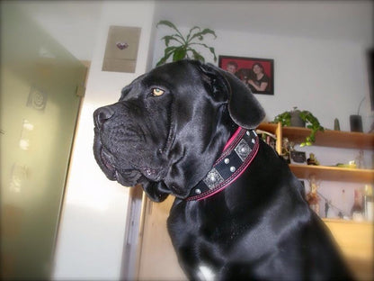 The "Eros" collar 2.5 inch wide black & red Collars